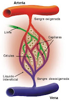 Circulacion sanguinea
