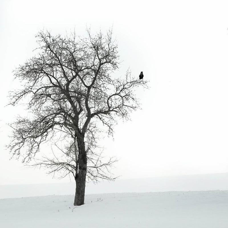 Nature by Minimalist Photographer Karin Hetzlinger from Austria.