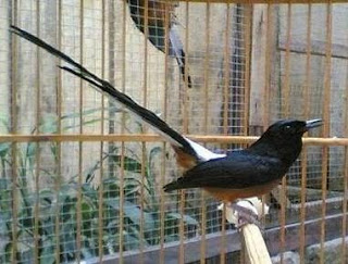 Burung Murai Batu - Kenali Jenis Jenis Burung Murai Batu yang Populer dan Dapat Ditangkarkan - Penangkaran Burung Murai Batu