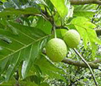 Daun Sukun Dan Manfaatnya Bagi Kesehatan