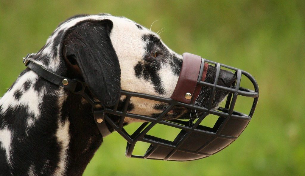 Los mejores bozales para perros 2020 con detalles Heaven32