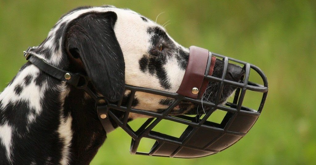 Best Dog Muzzles 2020 With Details