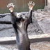 Vídeo chocante de urso esquelético de zoológico implorando por comida impressiona a internet