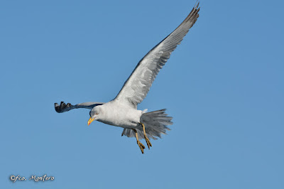 Gavià argentat (Larus michahellis) Foto: Francisco Montero