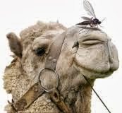 Jesus Christ called the Pharisees: Blind guides, who strain out a gnat, and swallow a camel. Mt. 23