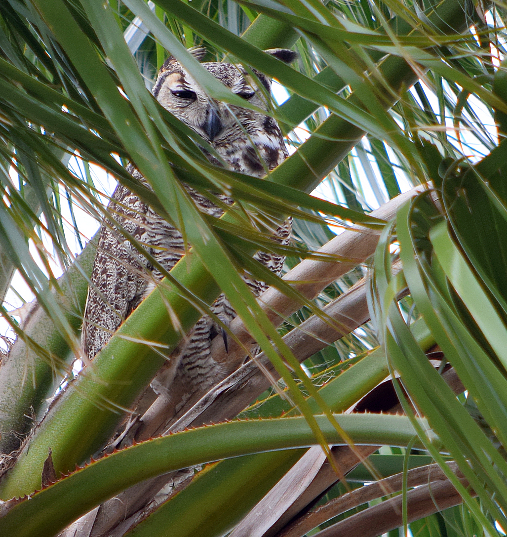 LGB's Nature Photos Great Horned Owl in the Palm Tree (Estero Llando)