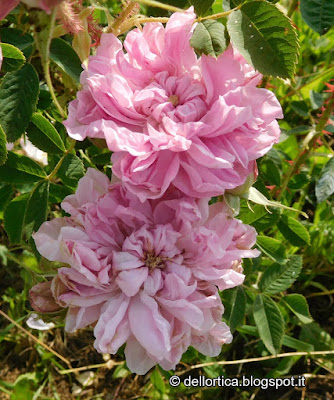 rosa OMAR KHAYYM confetture di rosa petali essicati erbe officinali ed aromatiche nel giardino della fattoria didattica dell ortica a Savigno Valsamoggia Bologna vicino Zocca in Appennino
