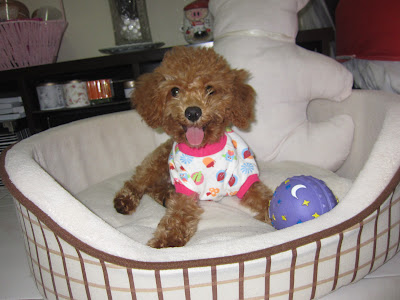 cute brown poodle shirt ball