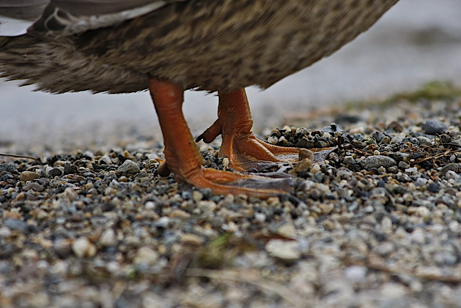 Simplicity Photography bed Foot!