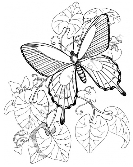 Butterfly Coloring Pages