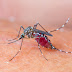 Τα κουνούπια προτιμούν τους ανθρώπους με χοληστερίνη, ουρικό οξύ, ιδρώτα, τις εγκύους  
