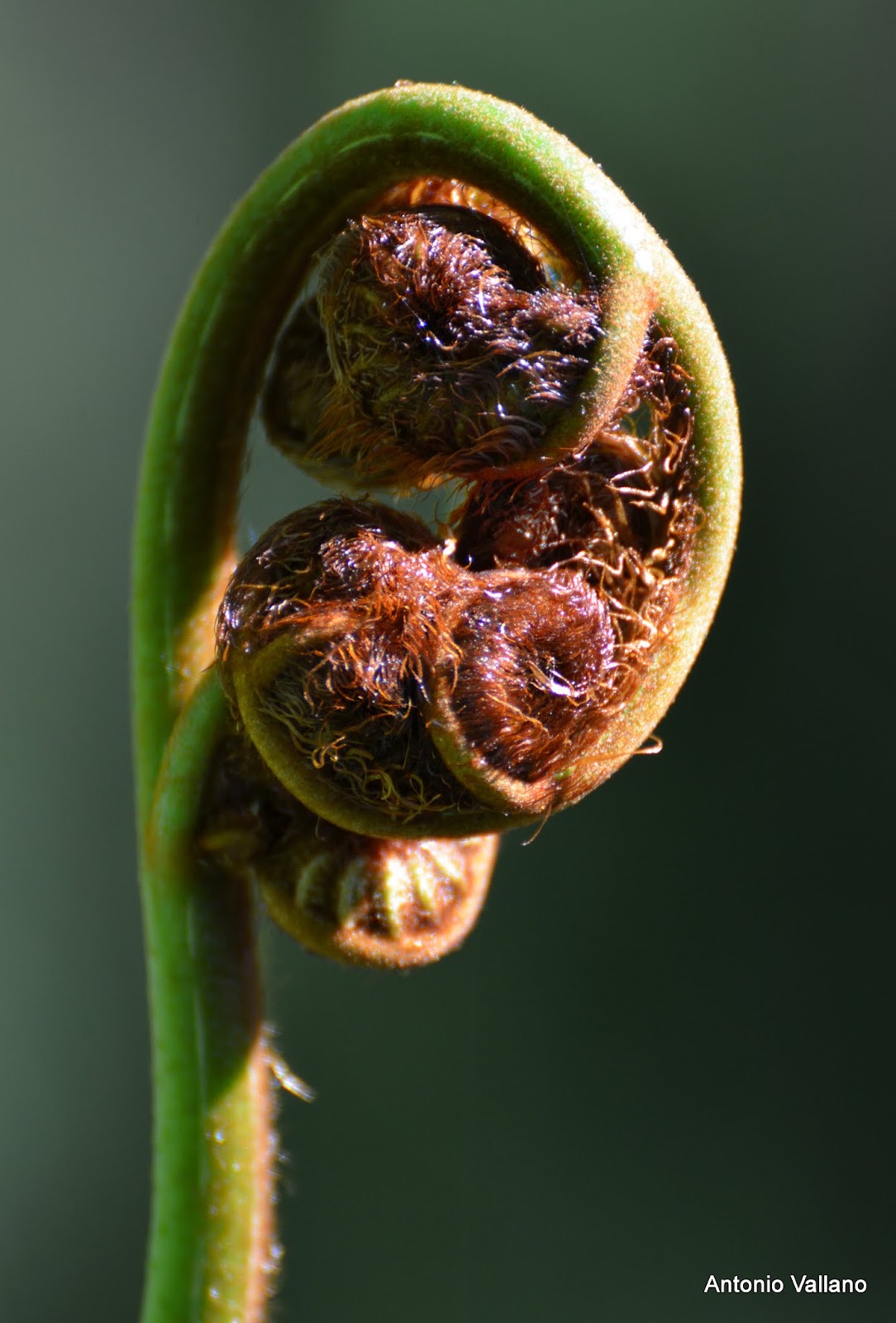 fotografias-de-antonio-vallano-2014
