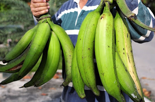 Jenis dan Manfaat Hebat Buah Pisang