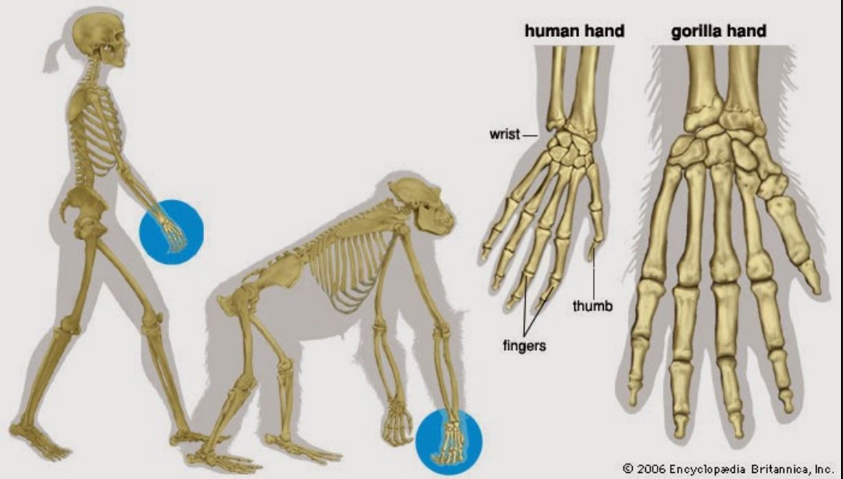 Шимпанзе передняя конечность. Строение кисти руки шимпанзе. Строение кисти шимпанзе и человека. Строение кисти человекообразной обезьяны. Строение передних конечностей приматов.