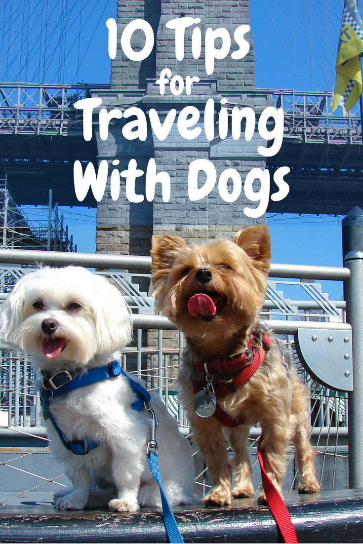 Pet-Friendly Vacations: 10 Tips for Traveling with Dogs | Travel the World
