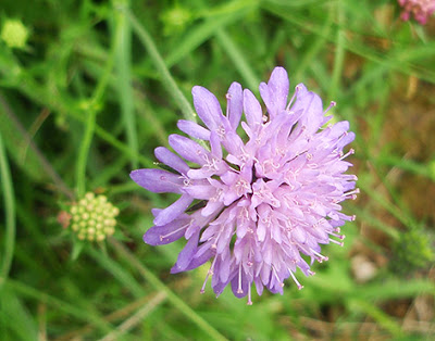 Flor color lila de Succisa pratensis