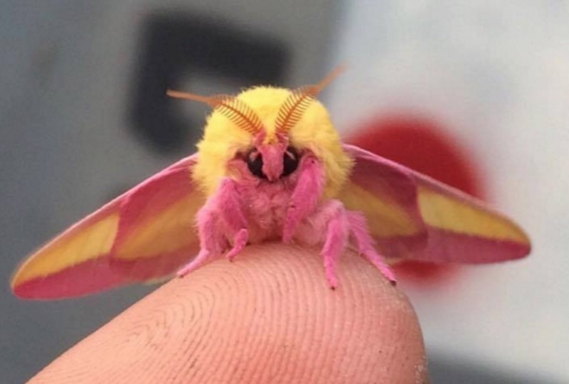 The Cutest Insect In The World's Looks Like A Masterpiece Of Confectionary