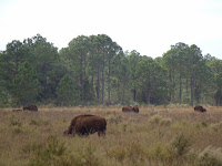 Bisontes Bisontes