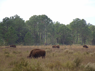Bisontes Bisontes
