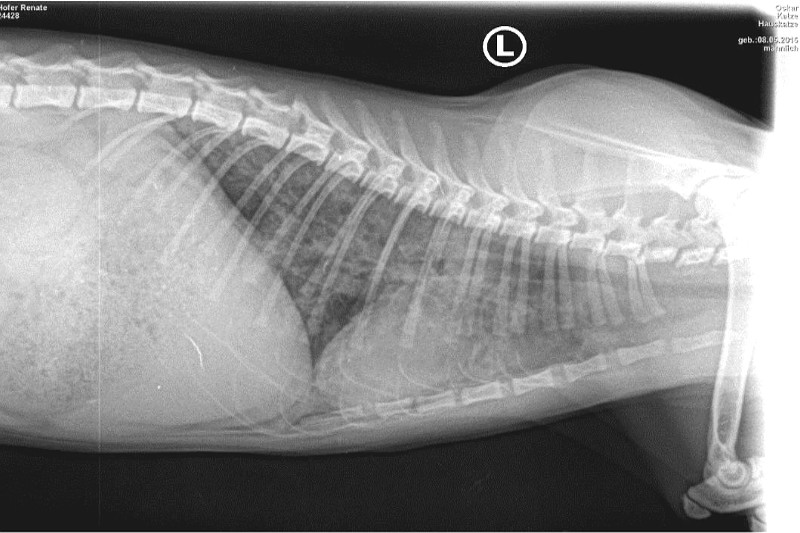 Tierkommunikation Baselland Aus der Abschlussarbeit der Tierheilpraktikerin Renate Hofer