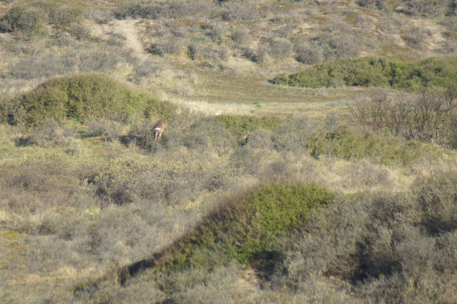 AMSTERDAMSE WATERLEIDINGDUINEN AWD: Waar De Blanke Top Der Duinen