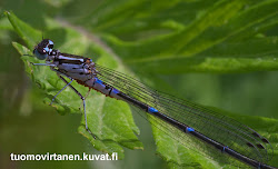naaras coenagrion pulchellum valkeakoski kansallispuisto