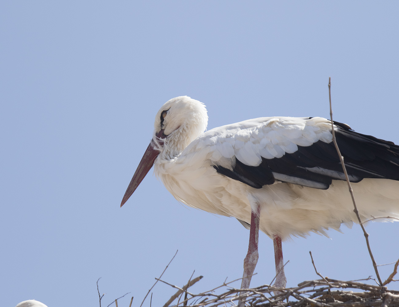 Birdwatching in Greece Birdwatching in Southern Greece Half day birding, August 10 2017