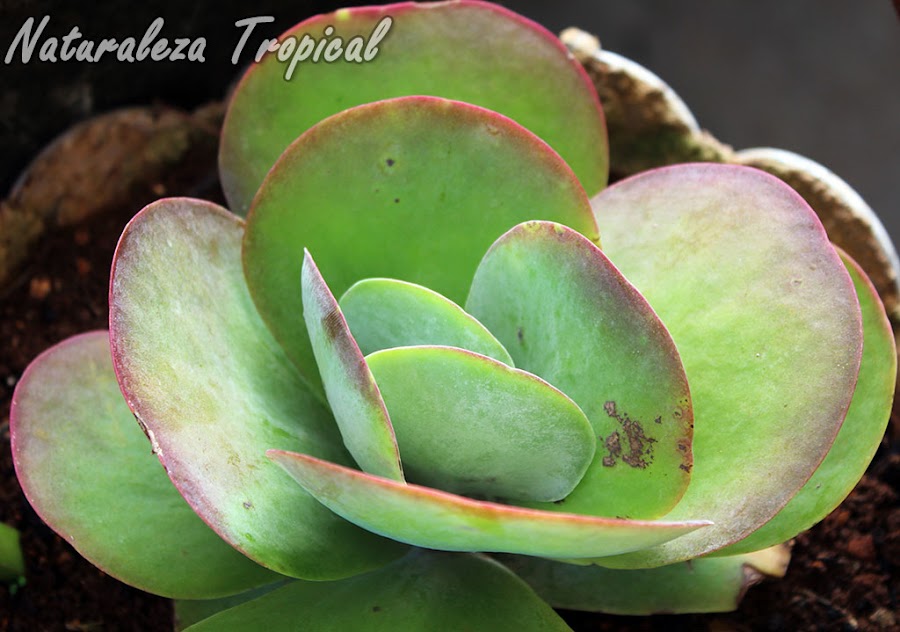 El Caracol de Mármol es hermoso por la forma redondeada de sus hojas que se colorean por la incidencia de los rayos solares, Kalanchoe thyrsiflora