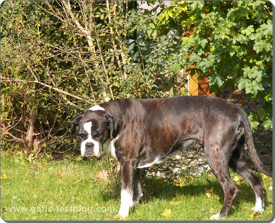 gafi�sTestblog •° Sollte man alte Hunde impfen lassen?