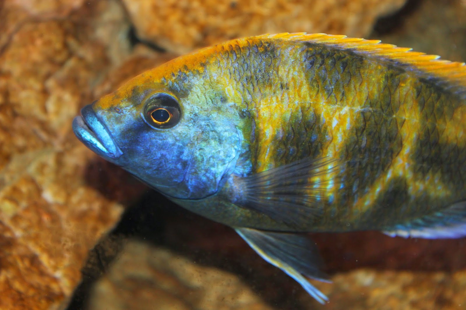 Blue African Cichlid Fish