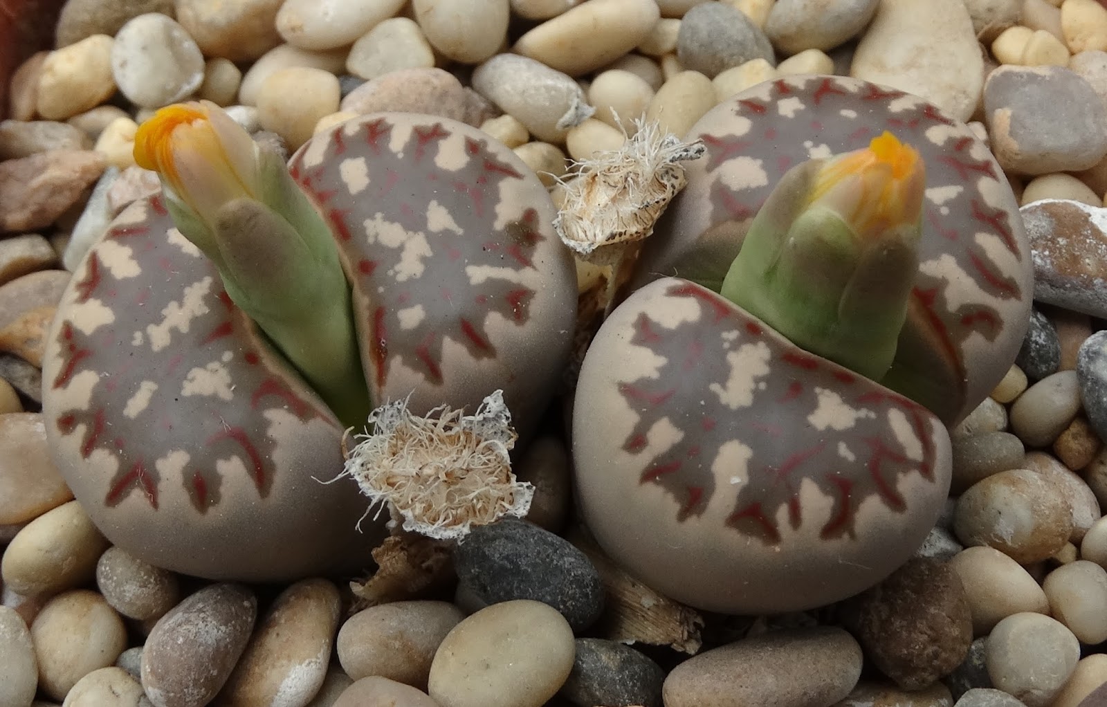 Succulent Sundae LITHOPS DOROTHEAE