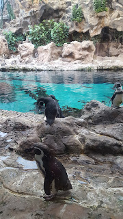 Viaje a las Canarias: Qué ver, alojamientos...y souvenirs 03 Loro Parque