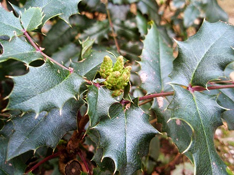 Hojas y capullos de la mahonia