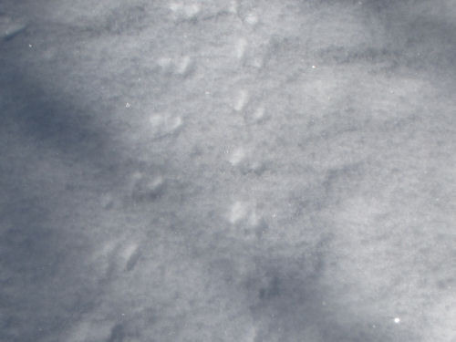 mouse tracks in snow