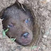 Dog Buried Alive Saved by Another Dog and his Owner