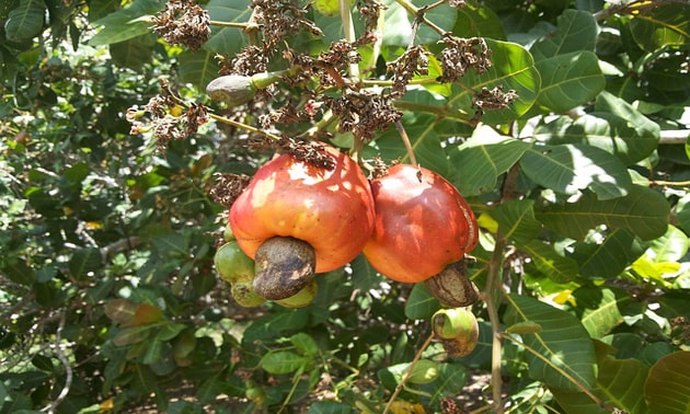 Caju (Anacardium occidentale L. ) Caju (Anacardium occidentale L. )