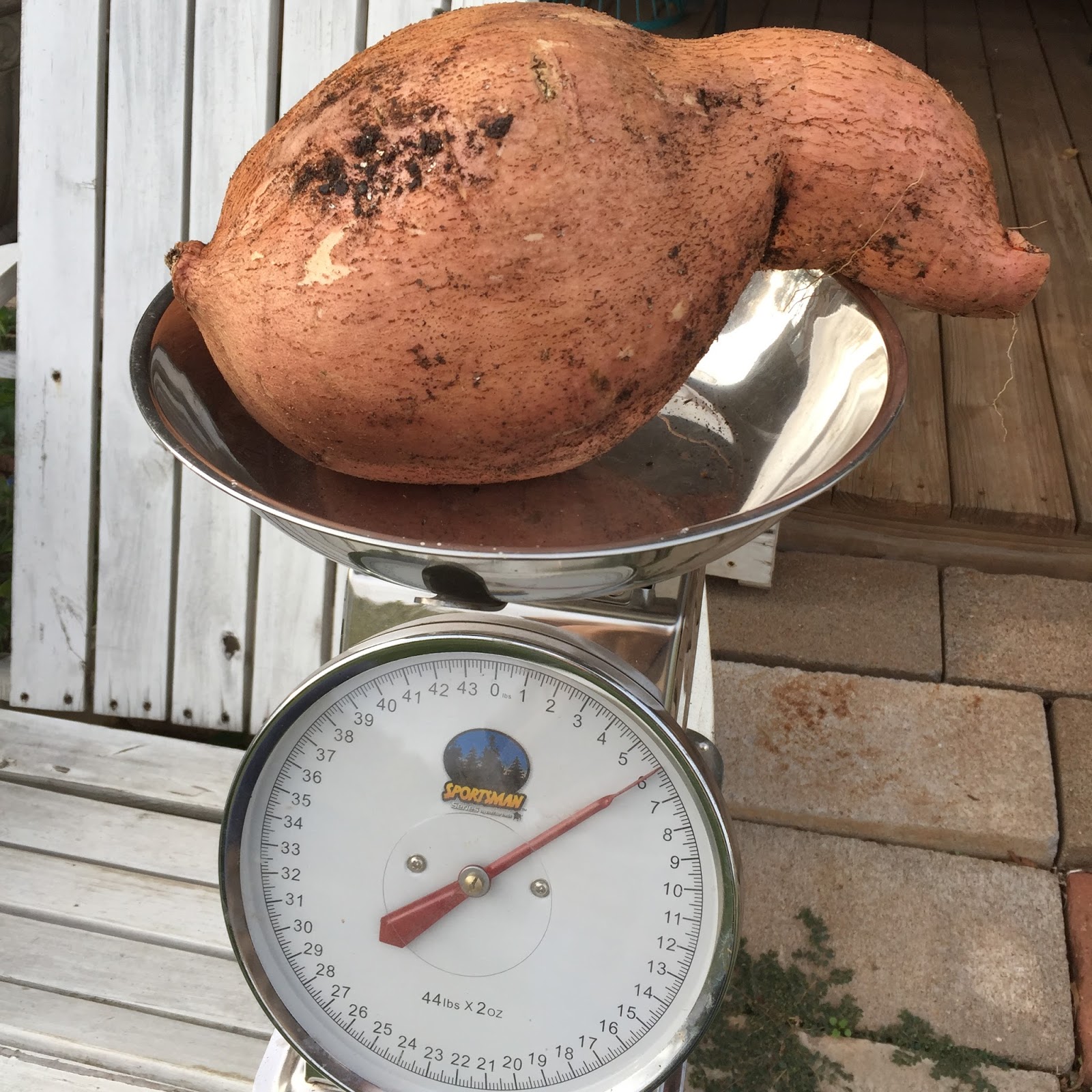 Windy Acres Diary Six Pound Sweet Potato