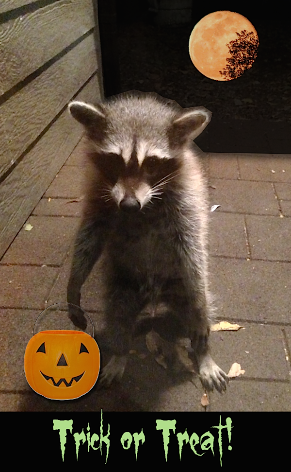 A raccoon at my back door! Just had to trick out this photo for Halloween. | Take a Haunted Tour at I Gotta Create!