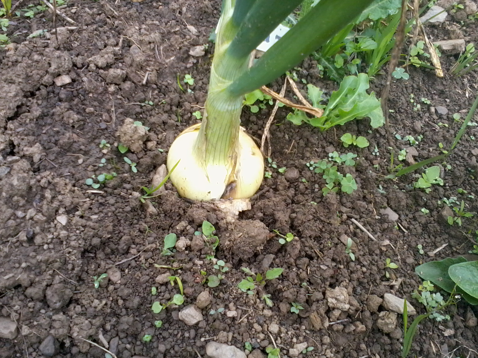 CEBOLLA CABEZONA LA DE MI PUEBLO CEBOLLA CABEZONA LA DE MI PUEBLO