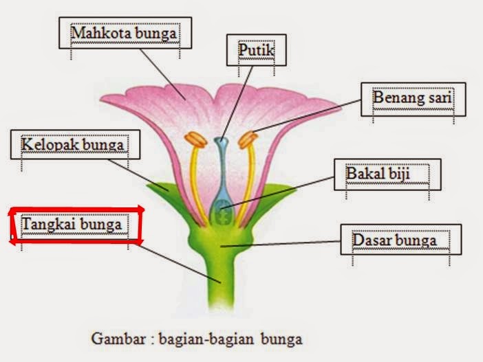 Tangkai bunga (pedicellus) , yaitu bagian bunga yang masih jelas 