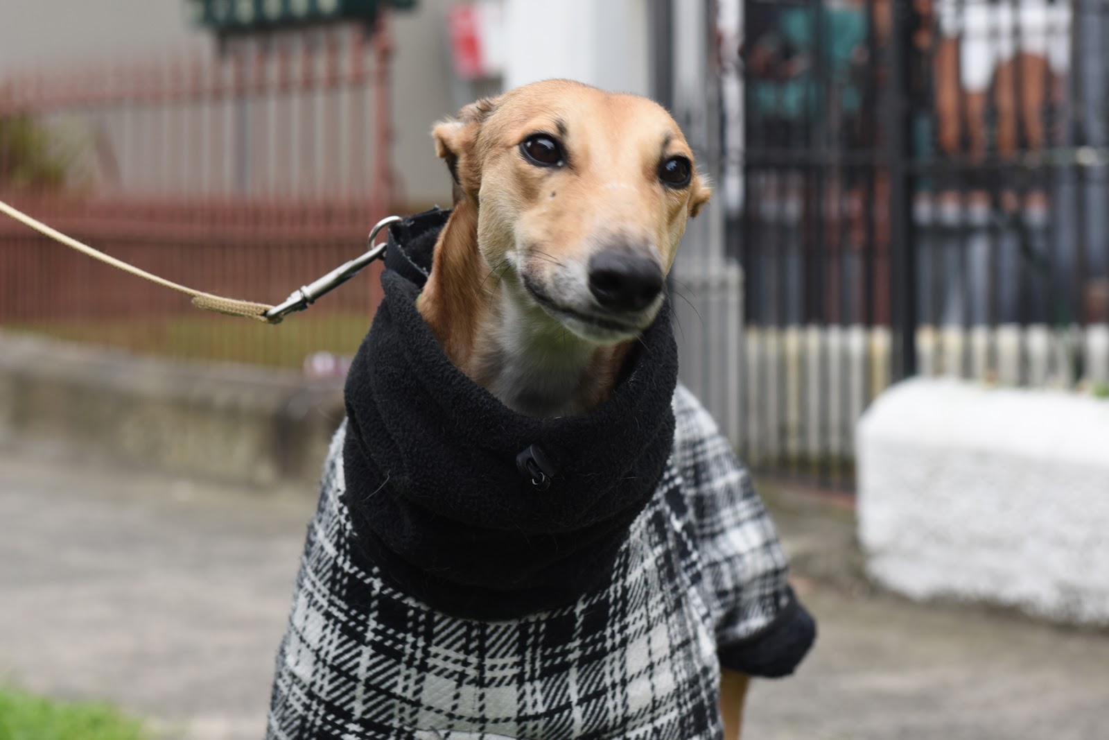 Small Animal Talk Greyhound rehoming