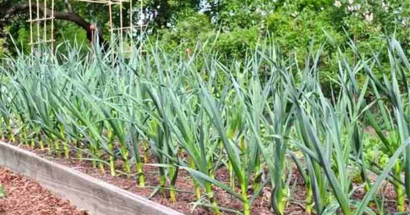 Tanaman Bawang Putih