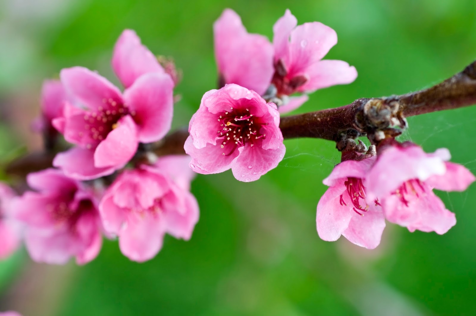 Hình nền  thiên nhiên Hồng hoa Mùa xuân Hoa anh đào chi nhánh thực  vật Hệ thực vật Bầu trời Mùa thu Lá Rừng cây phong cảnh Hình nền máy  tính