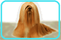 lhasa apso lhasa apso