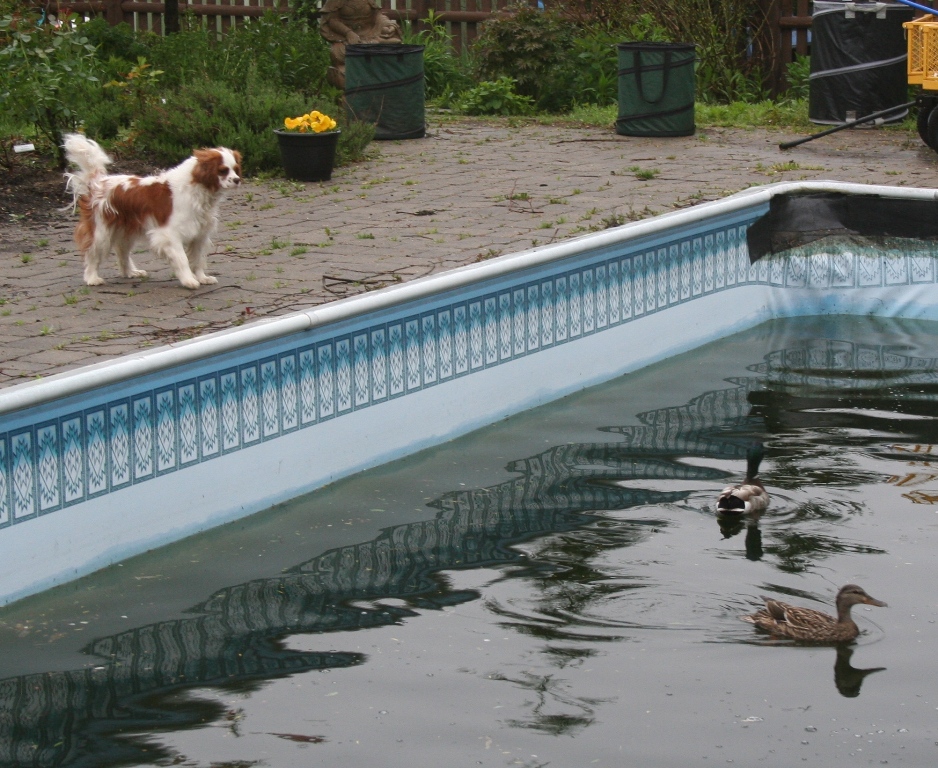 Our Garden Journal: Garden Visitors: Mallard Ducks