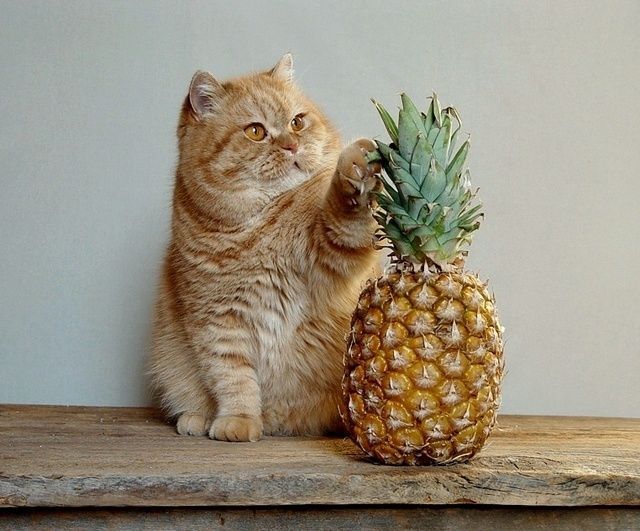 Pineapple Leaf Is it Poisonous to Cats? Pets Lover Blog