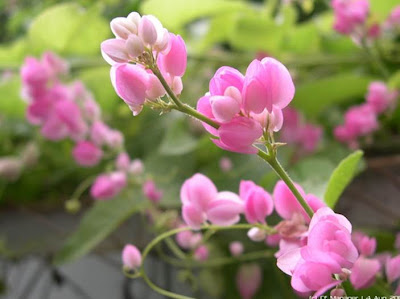 Hình ảnh đẹp hoatigon, hình hoa tigon đẹp nhất Hình ảnh đẹp hoatigon, hình hoa tigon đẹp nhất