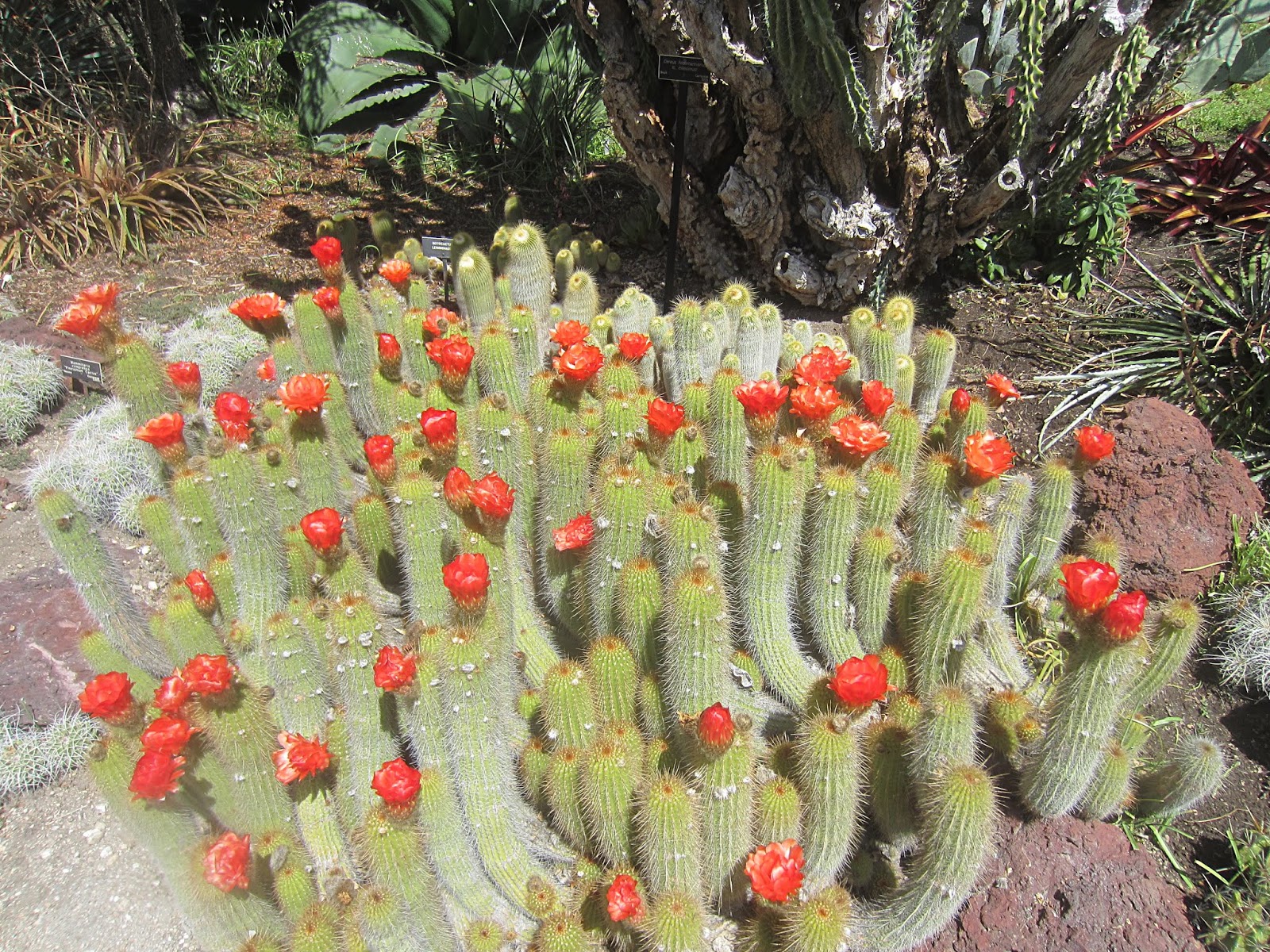 ЛА + Пасадина ЛА + Пасадина