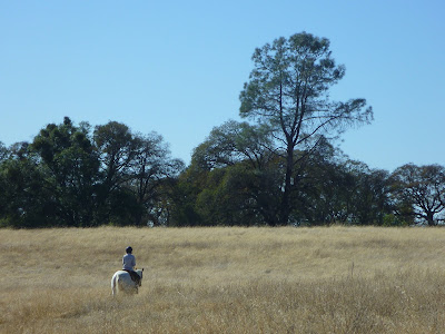 Olmstead Loop: a horse trail (also used by hikers, dog walkers and mountain bikers)
