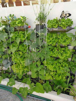 bertani sayur-mayur memanfaatkan pralon bekas bertani sayur-mayur memanfaatkan pralon bekas